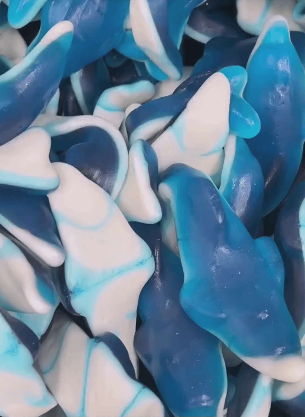 Dauphin XXL artisanaux – ML Bonbons - M&Lbonbons Français.